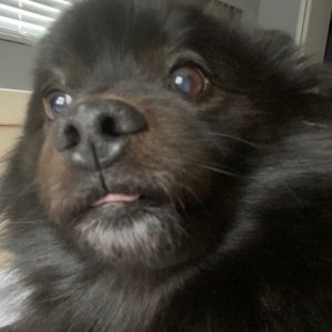 Meet your Posher, Adam